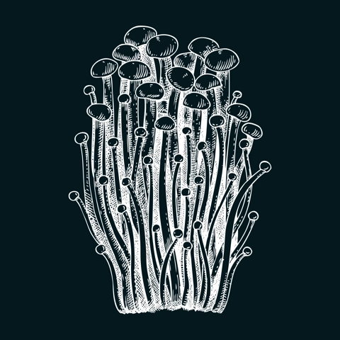 Enioki mushroom sketch. Edible fungus illustration on chalkboard. Fungal protein, mycoprotein, plant-based product ingredients, healthy food design element. Enokitake mushroom drawing